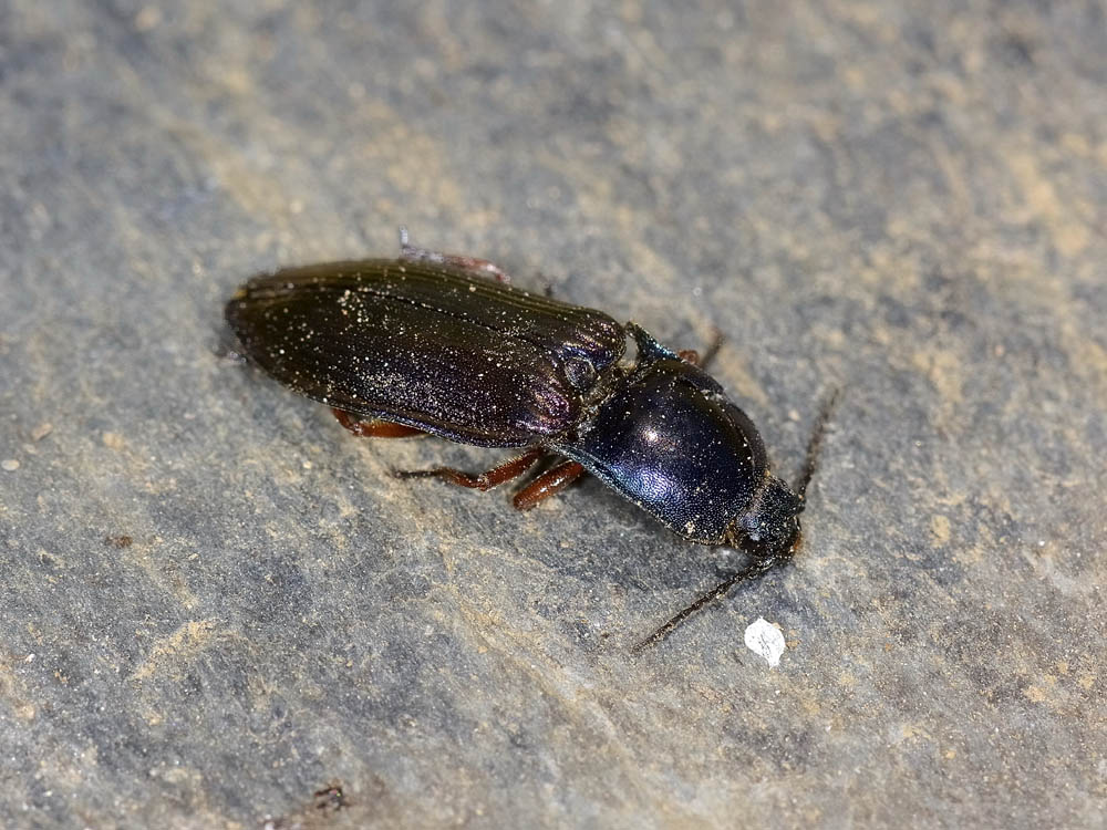 Elateridae viola e blu: Selatosomus aeneus